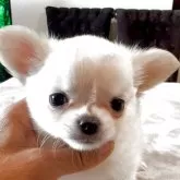 チワワ(ロング)