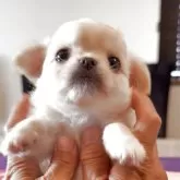 チワワ(ロング)