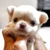 チワワ(ロング)