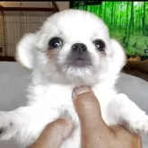 チワワ(ロング)