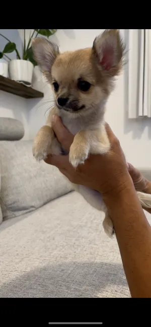 ID:2106-00667の子犬