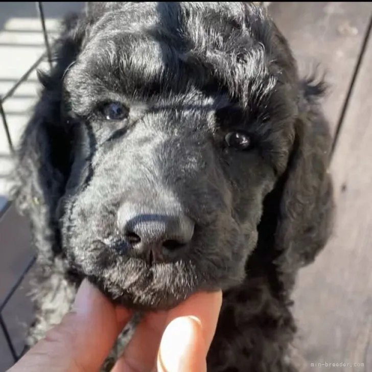 ID:2301-01040の子犬