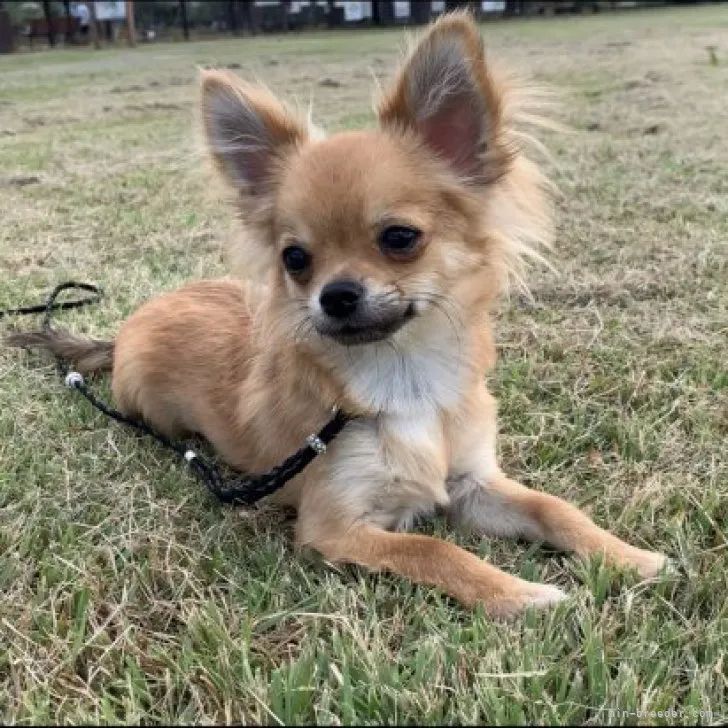 ID：2305-01430の子犬