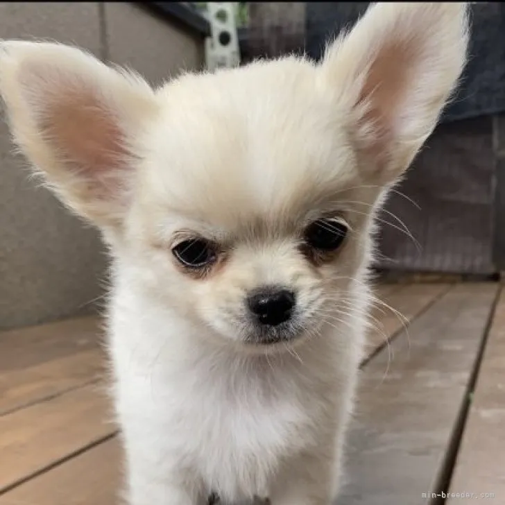 ID：2303-03617の子犬