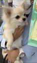 チワワ(ロング)【・女の子・2020年11月18日・クリーム】「1歳6ヶ月頃　」