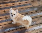 チワワ(ロング)【・女の子・2023年3月5日・クリーム】