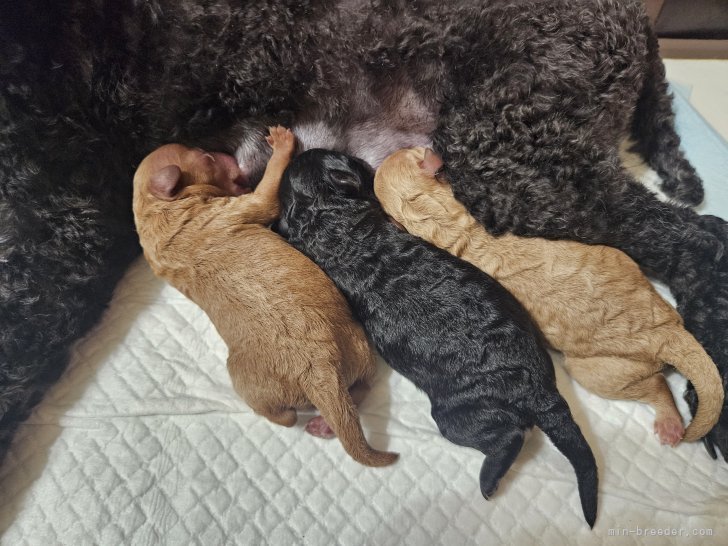 小澤利紗ブリーダーのブログ：トイプードルの赤ちゃん産まれました🐶