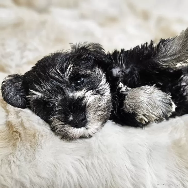 K.K 様のお迎えした子犬