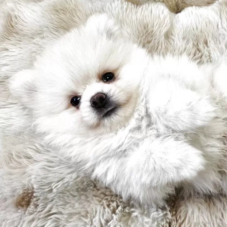 ID：2507-03056の子犬