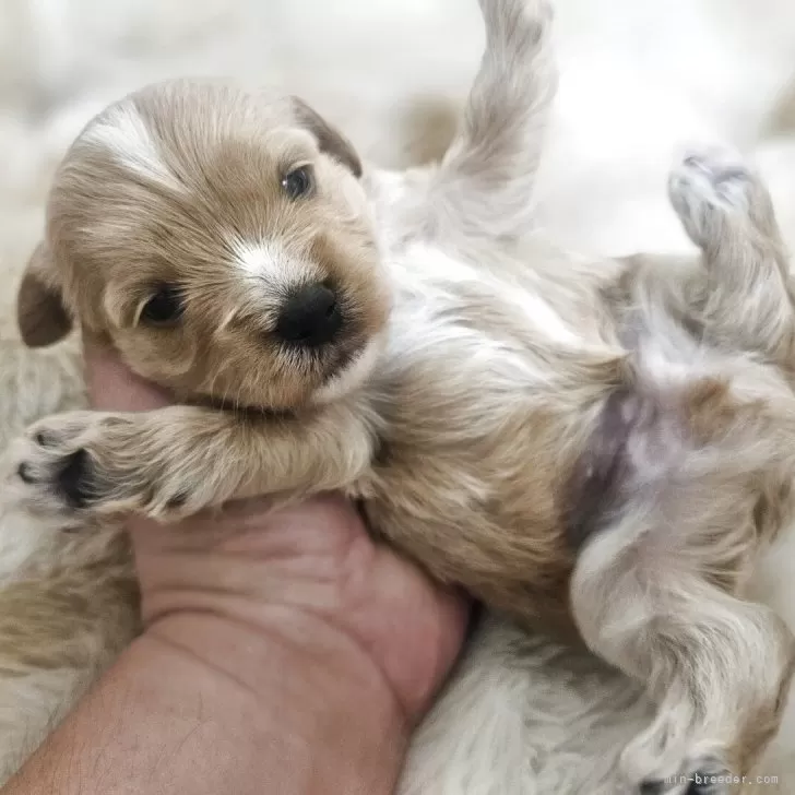 ID:2509-05577の子犬