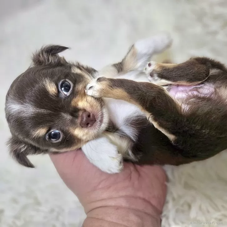 ID:2501-01693の子犬