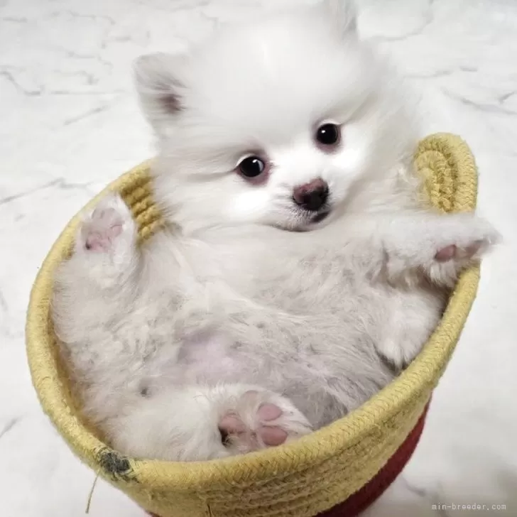 ID:2507-03061の子犬