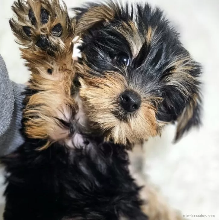 ID:2410-07765の子犬