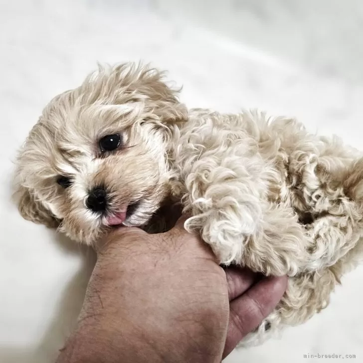 A.S 様のお迎えした子犬