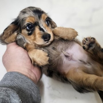 ミニチュアダックスフンド(ロング)【埼玉県・男の子・2025年10月28日・シルバーダップル】の写真「目ヂカラあり💕可愛いキレイな模様💕」