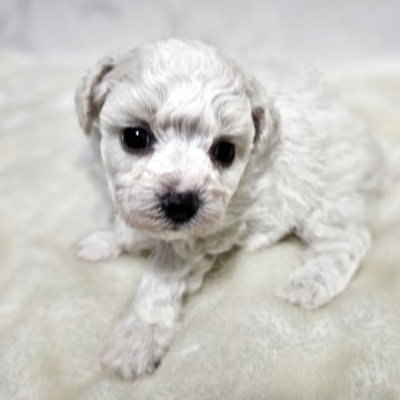 ビションフリーゼ【埼玉県・男の子・2025年10月28日・ホワイト 白】の写真「もふもふ☁️ミニビション💕パパ：２.５ｋｇ」