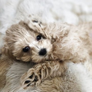 マルプー(マルチーズ×トイプードル)【埼玉県・女の子・2025年9月20日・クリーム】の写真「まるちゃんとぷぅちゃんで、まるぷぅ」