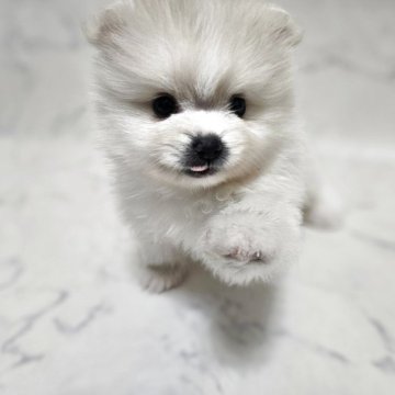 ポメラニアン【埼玉県・男の子・2025年10月26日・クリーム✕ホワイト】の写真「短鼻，爆毛，短足可愛い男の子」