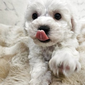 ビションフリーゼ【埼玉県・男の子・2025年6月22日・ホワイト 白】の写真「💕ミニビション💕」