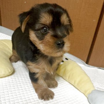 ヨークシャーテリア【埼玉県・男の子・2025年10月26日・スチールブルータン】の写真「小柄でかわゆい男の子」