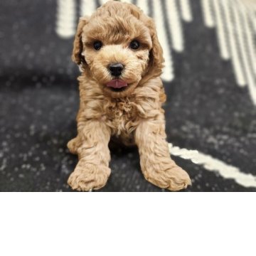 トイプードル(トイ)【埼玉県・男の子・2025年10月6日・レッド】の写真「かぶりつきたくなる可愛さ♪」