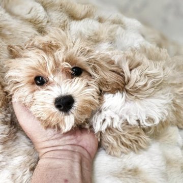 マルプー(マルチーズ×トイプードル)【埼玉県・男の子・2025年1月17日・クリーム】の写真「GW特別価格」