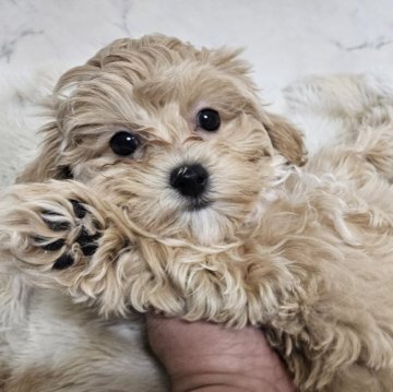 マルプー(マルチーズ×トイプードル)【埼玉県・女の子・2025年9月20日・クリーム】の写真「まるちゃんとぷぅちゃんで、まるぷぅ」