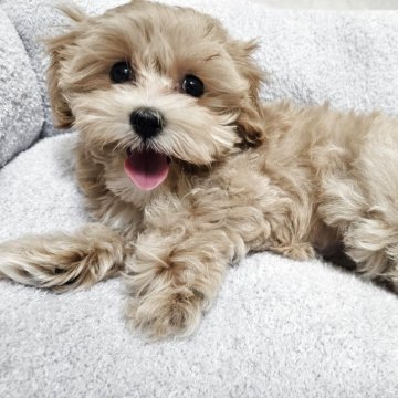 マルプー(マルチーズ×トイプードル)【埼玉県・女の子・2025年6月13日・クリーム】の写真「ちいかわ🐶まるぷぅ」