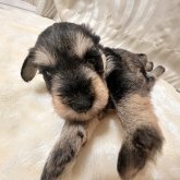 ミニチュアシュナウザー