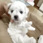 ビションフリーゼ