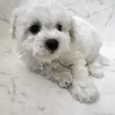 ビションフリーゼ