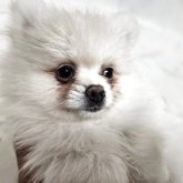 ポメラニアン