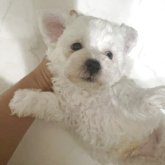 ビションフリーゼ