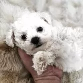 ビションフリーゼ
