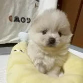 ポメラニアン