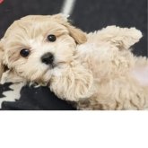 マルプー(マルチーズ×トイプードル)