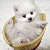 ポメラニアン