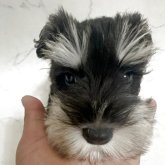 ミニチュアシュナウザー