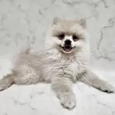 ポメラニアン