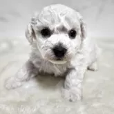 ビションフリーゼ