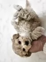 マルプー(マルチーズ×トイプードル)【埼玉県・男の子・2025年6月13日・クリーム】の写真2