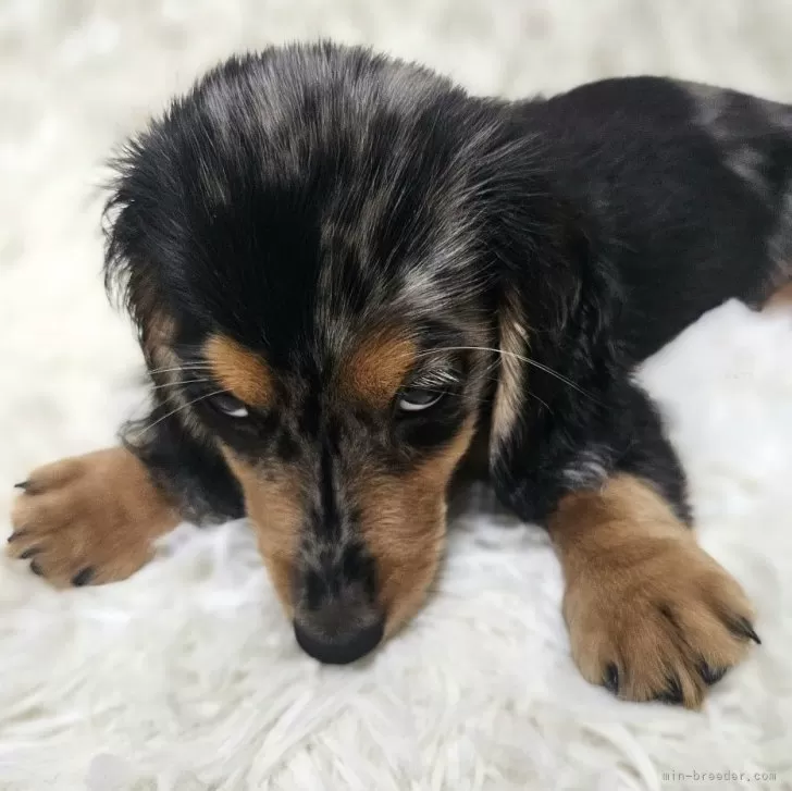 ID:2409-00204の子犬