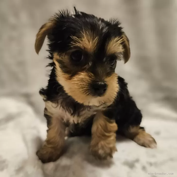 ID:2405-00669の子犬
