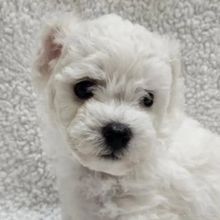 ID:2310-02298の子犬