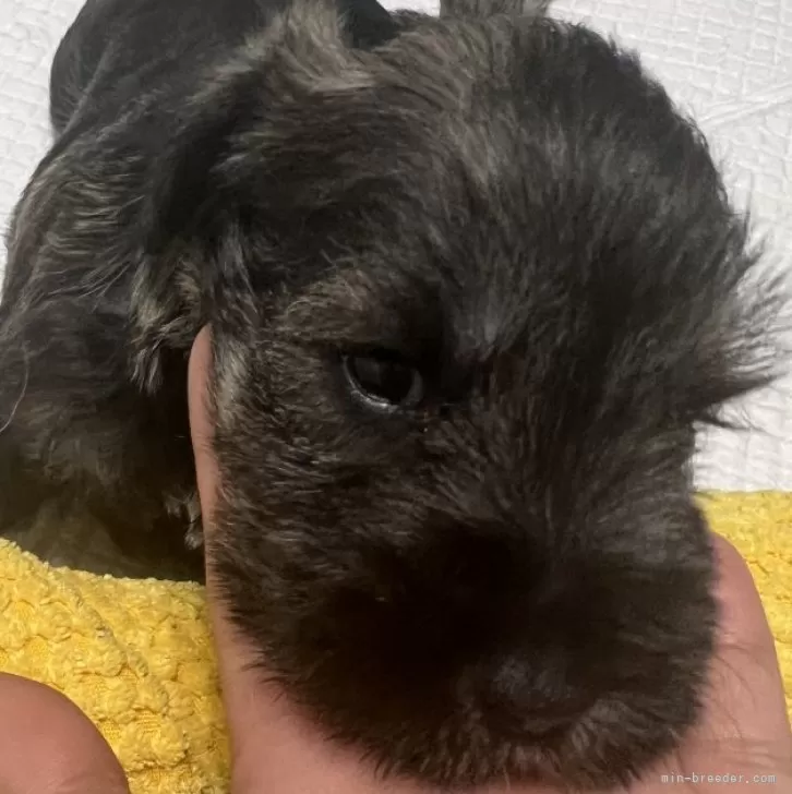 ID:2403-00221の子犬
