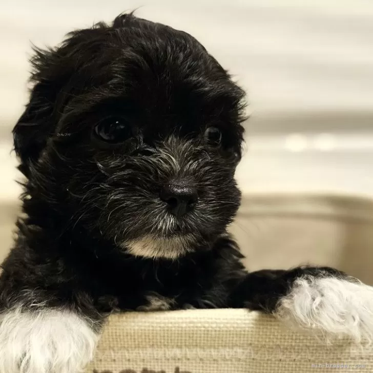 ID:2405-06298の子犬