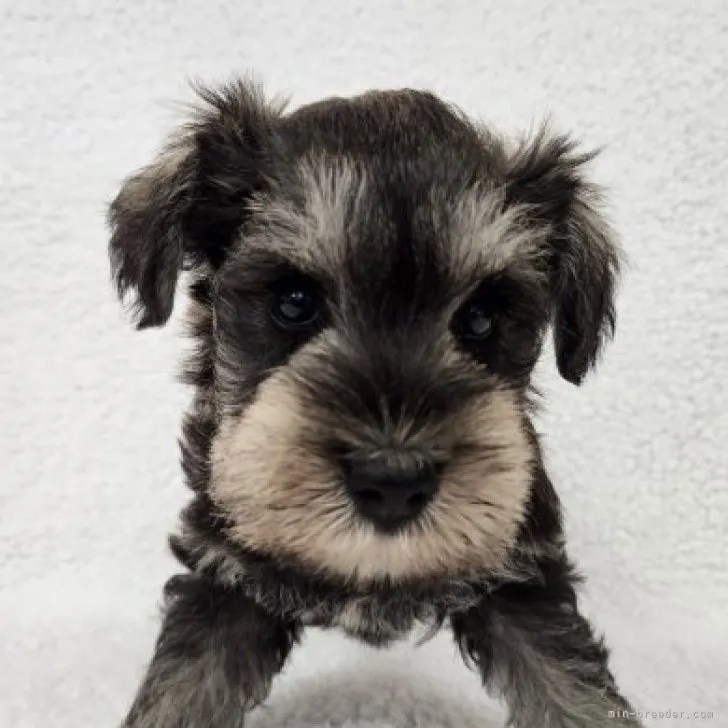 ID：2308-01281の子犬