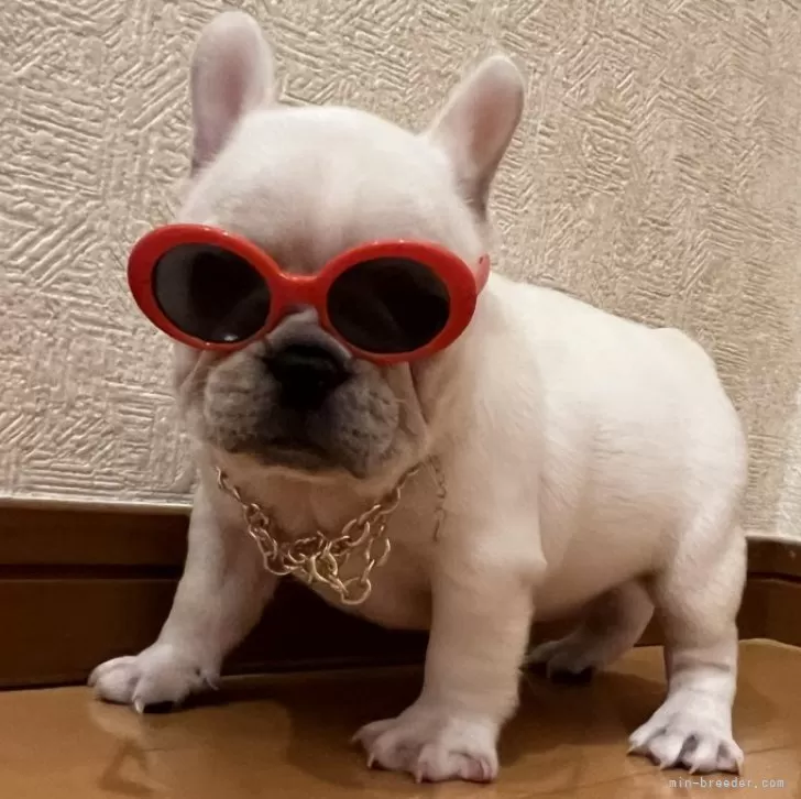 ID：2401-05924の子犬