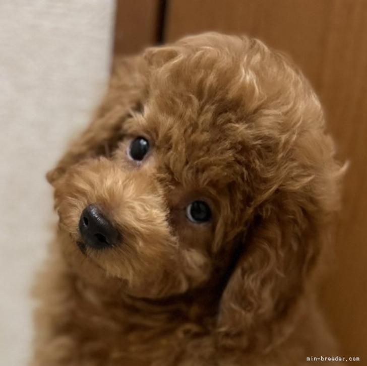 トイプードル 埼玉県 女の子 22年5月30日 レッド 小顔の美人ちゃん ふわふわもふもふ みんなのブリーダー 子犬id 28 トイプードル 埼玉県 女の子 22年5月30日 レッド 小顔の美人ちゃん ふわふわもふもふ みんなのブリーダー 子犬id 28