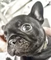 フレンチブルドッグ